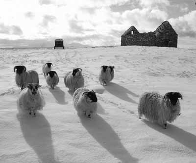 109  Snowy Sheep Shadows